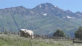 White And Well-Fed Cow Grazing On Pasture At Foot Of The Mountains