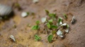 Leaf Cutter Ants With Slices Of Leaf