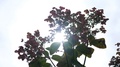 Hydrangea Plant Behind Cinematic Sunlight - V2