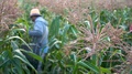 Focus Shift From Corn Stalk To Farmer Picking Corn In The Field By Hand.
