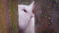 Small White Piglet In A Pigsty, Piglet Behind A Fence Of Metal Rods, Pig Stick