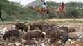 Tourists On Camel Ride Pass Group Of Pigs Scavenging In Garbage Dump In Pushkar