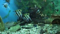 In The Aquarium Beautiful Striped Coral Fish Skalyarii Float. Freshwater Fish