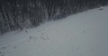 Chasing Deer In The Forest During The Winter In Snow