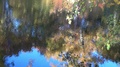 Pond Shimmering And Reflecting Trees And Sky In Autumn.