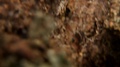 Macro Close-Up Of Bark And Moss In Small Spider Web On A Tree Trunk. Some