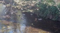 Male And Female Mallards Floating On The River Stour In Canterbury, Kent.