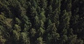 Aerial Shot Above A Forest.