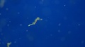 Newborn Seahorse Swimming And Chasing Tiny Preys In Aquarium Blue Background