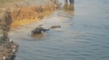 Domestic Buffalos Bathing In Vietnam River 1