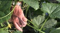Old Farmer's Hand Picking Cucumbers From Garden In The Summer