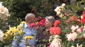 Slow Motion Of Loving Senior Couple Talking And Laughing In Rose Garden