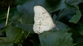 White Morpho Polyphemus Butterfly Sitting On Leaf