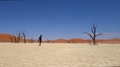 Man Walks Alone Between Death Acacia Trees In Sossusvlei, Deadvlei. Namibia