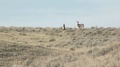Mule Deer Grazing In Eastern Montana North Of Alzada