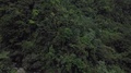 Aerial, Rising, Pan, Drone Shot Of Green Rain Forest And Mountains, On A