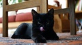 A Black Cat Sticks Out Its Tongue.