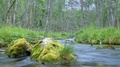 Mini Water Stream Creek In Between A Sparsely Lush Green Forest, Bright In