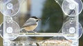 Slow Motion Of Chickadee Bird Back, Feeder Taking Seed, Flying Away