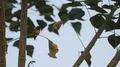 Hummingbird Perched In A Tree 5