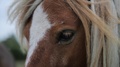 Horse Eye Close