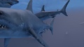 Great White Shark Infested Waters With Attack