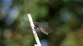 Scarce Chaser Libellula Fulva Female Flying To And Leaving Pperch