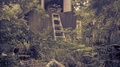 A Ladder Lays Agains A Barn In A Very Vegetated Garden