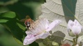 Honey Bee Insect On Flower, Spring Insect Macro Close Up Isolated Flying Bug