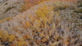 Aerial Shot Of Fall Aspen Grove By Alpine Lake In High Sierra -Fly Over/Reveal-