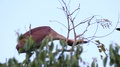 Borneo Brown Bird Sitting High On Tree Top Breaking Branch For Nest