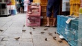 Birds Eating Seeds From The Floor At A Busy Market