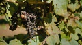 A Bunch Of Grapes Spoiled By The Disease, Dried Up Damaged Berries In The