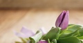 Closeup Pan Of Bouquet Of Purple Tulips On Wood Table With Mothers Day Paper