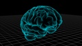Human Brain Loop.