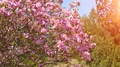 Pretty Pink Beautiful Flower Nature Blossom Petal Background Cherry Bright Tree