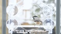 Chickadee Back In Bird Feeder, Eating Seeds Flying Away, Snow, Snowing