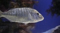 A Silver Striped Fish Swims In The Ocean Water With Coral And Rocks In The