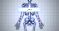3d Animated Medical Skeleton Animation - Ulna Bone