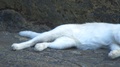 A Beatyful White Cat Resting On Concrete