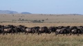 Blue Wildebeest, Connochaetes Taurinus, Herd During Migration, Masai Mara Par