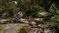 Donkeys With Supplies Walking Out Of River Into The Jungle