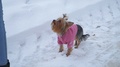 Yorkshire Terrier In Sweater Walks Near Owner Looking Up. Lady Takes Pet In