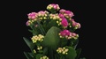 Time-Lapse Of Opening Pink Kalanchoe Flower, 3k With Alpha Channel
