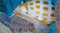 A Macro Video Of A Sea Snail With A Beautiful Coloured Shell