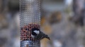 A Coal Tit Picks At Peanut Bird Feeder As It Swings Back And Forth. Slow