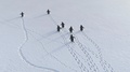 Funny Gentoo Penguin Polar Snow Walk Aerial View