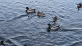 Spring Is Coming Soon, Ducks Are Swimming In The Pond In The Park
