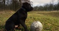 Cute Puppy Snooping On A Football