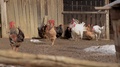 Hens, Turkeys And Chickens Standing In Front Of Chicken-Wire Coop And